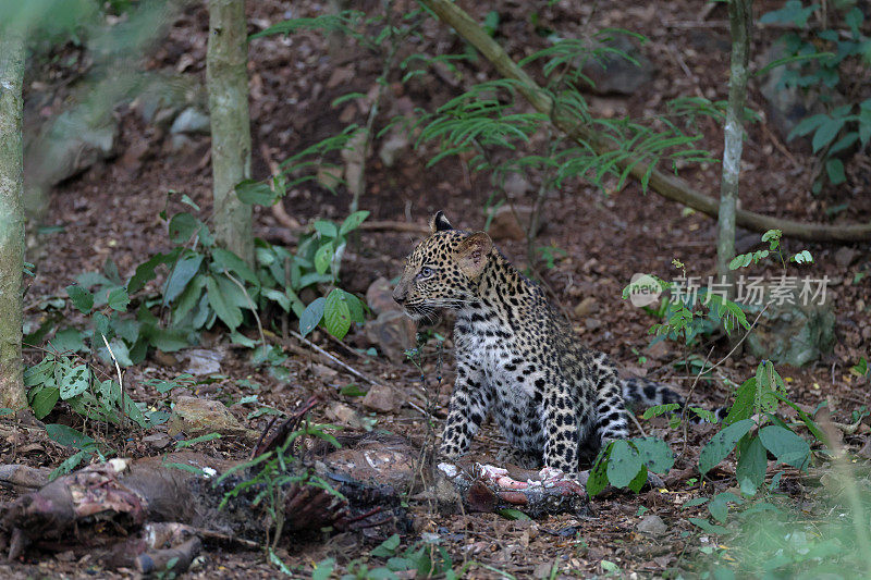 捕猎动物:亚成年豹(Panthera pardus)